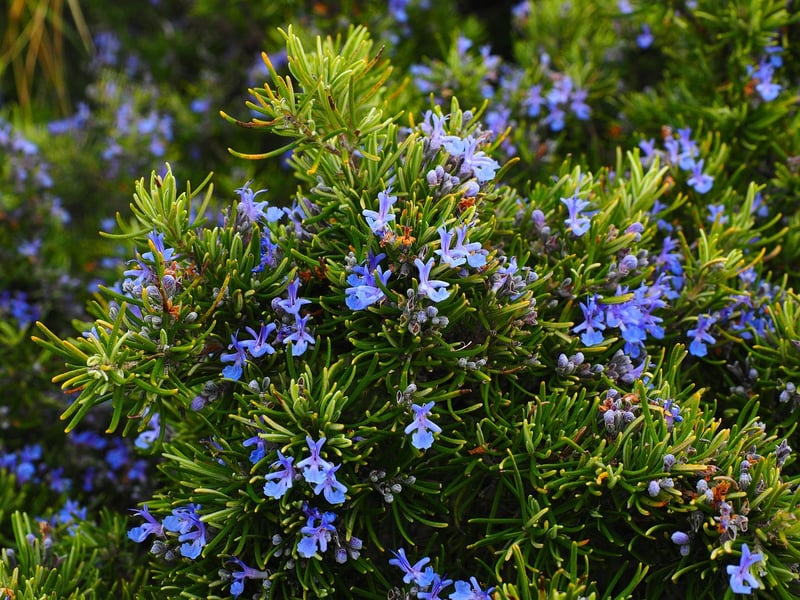 Aromatic