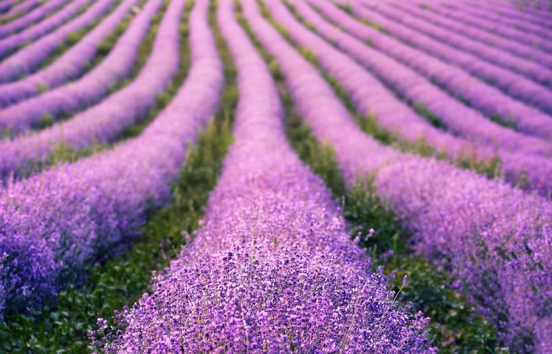 Lavender Flowers